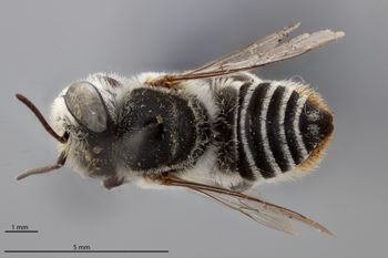 Media type: image;   Entomology 791028 Aspect: habitus dorsal view